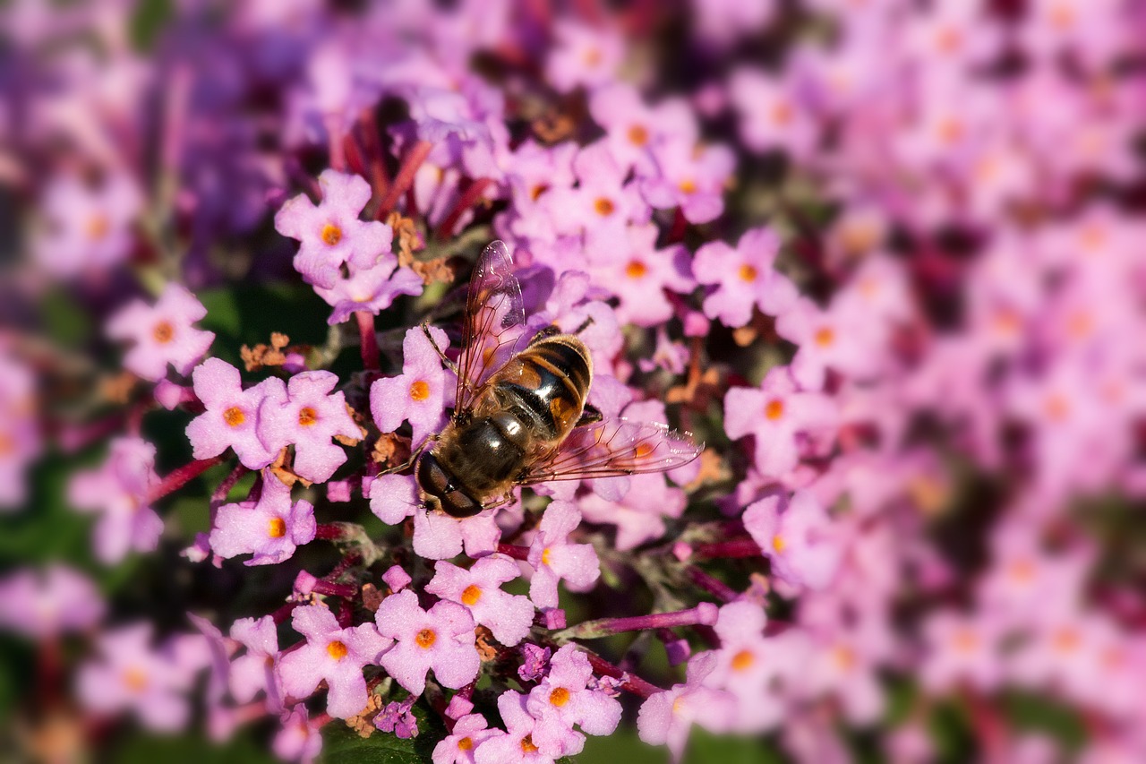 Buddleja Davidii, Drugelis Krūmas, Hoverfly, Alyva, Augalas, Vasaros Alyvinė, Gėlės, Violetinė, Rožinis, Violetinė