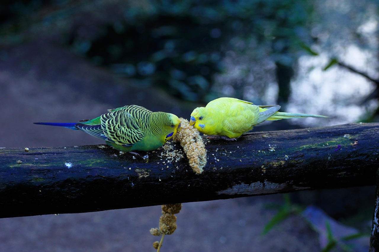 Budgerigars, Gamta, Paukštis, Gyvūnų Pasaulis, Gyvūnai, Valgyti, Spalvinga, Gražus, Mielas, Patikimas