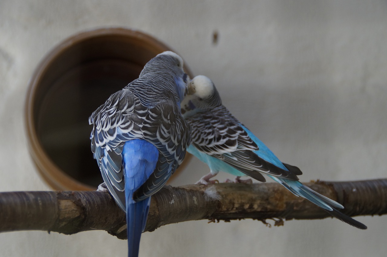 Budgerigars, Parakeets, Augintiniai, Gyvūnų Pasaulis, Mažas Papūgas, Draugystė, Gyvūnai, Paukščiai, Sėdėti, Kartu