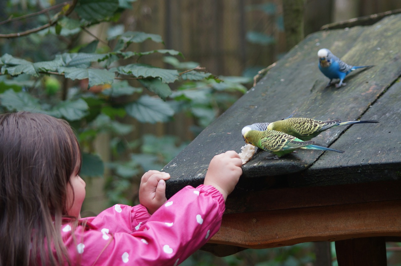 Budgerigars, Kanarais, Paukščiai, Gyvūnų Pasaulis, Parakeets, Mėlynas, Geltona, Maitinti, Augintiniai, Vaikas