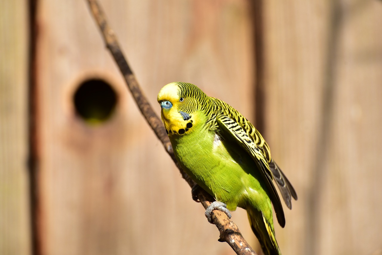 Budgie, Žalias, Paukštis, Gamta, Plunksna, Šviesus, Maža Paukštis, Spalva, Parakeet, Australia