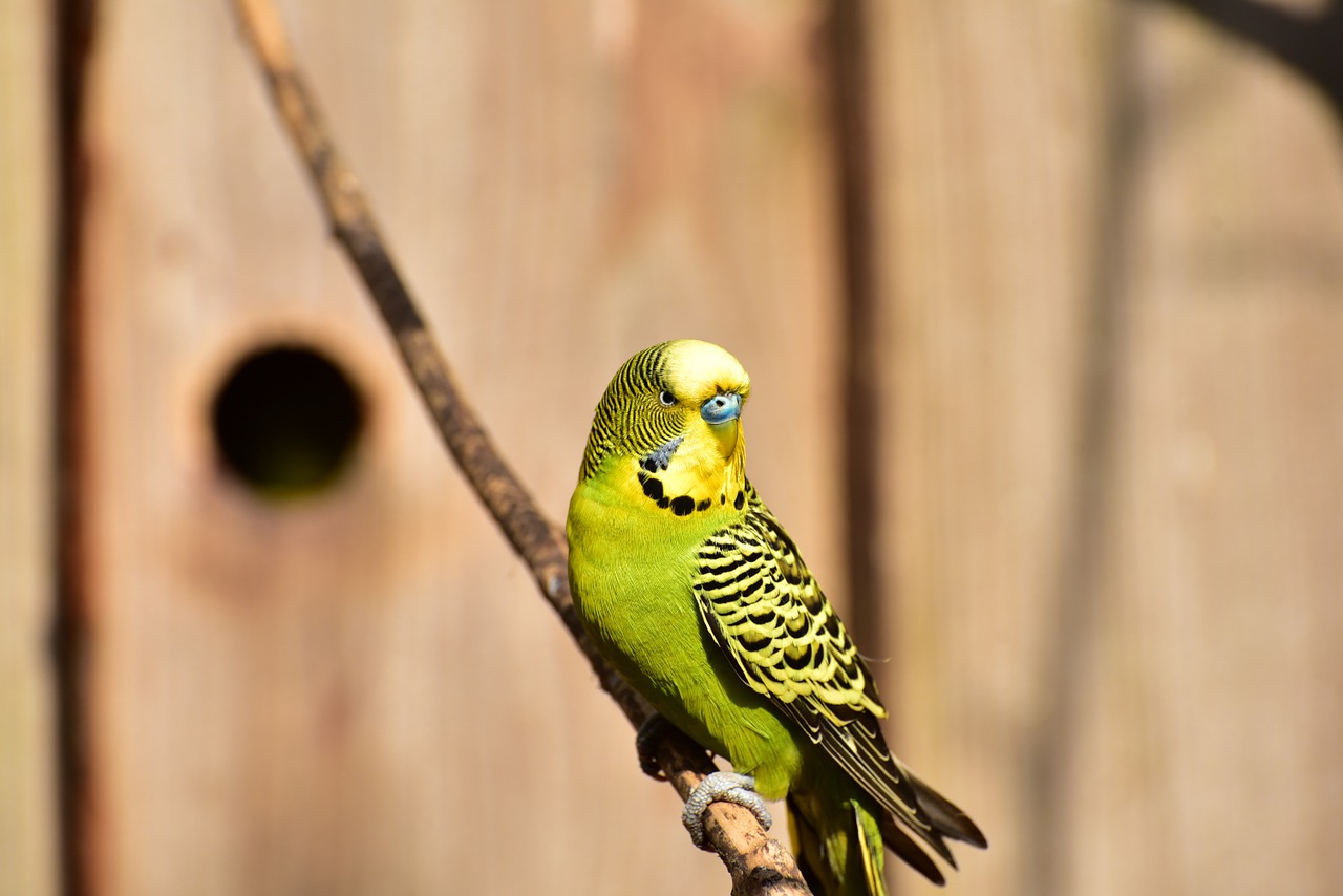 Budgie, Žalias, Paukštis, Gamta, Plunksna, Šviesus, Maža Paukštis, Spalva, Parakeet, Australia