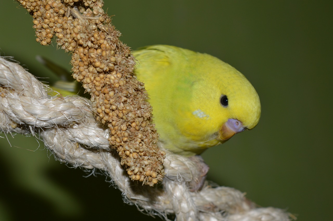 Budgie, Millet Kolbe, Valgyti, Nemokamos Nuotraukos,  Nemokama Licenzija