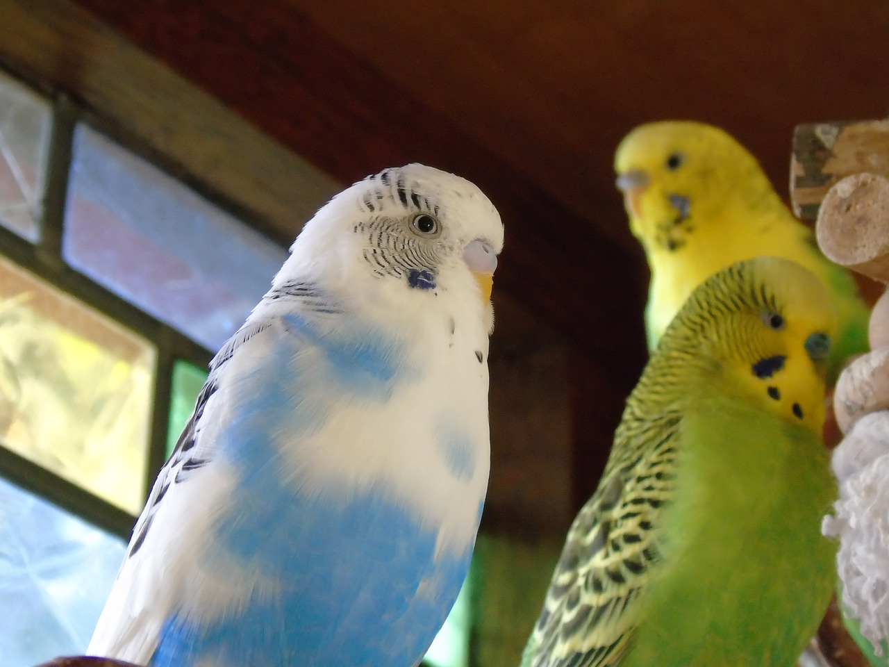 Budgie, Papūga, Paukštis, Geltona, Žalias, Mėlynas, Parakeet, Nemokamos Nuotraukos,  Nemokama Licenzija