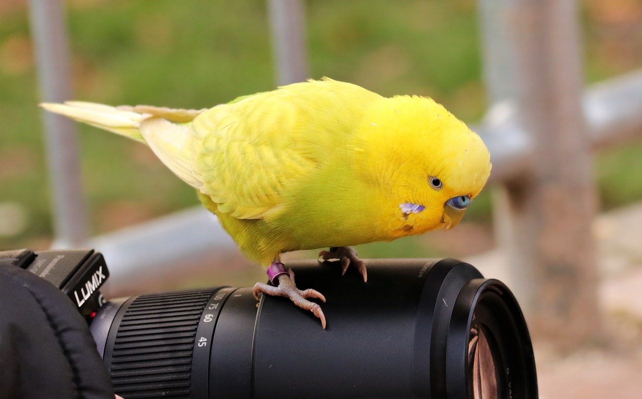 Budgie, Paukštis, Geltona, Geltona Bada, Geltona Paukštis, Parakeet, Gyvūnas, Gyvūnų Pasaulis, Ziervogelis, Fauna