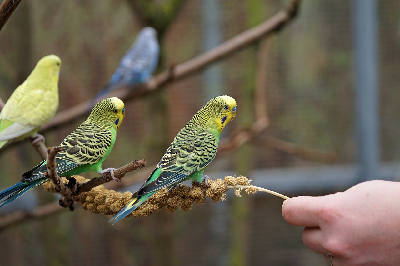 Budgie, Paukštis, Parakeet, Gyvūnai, Laukinės Gamtos Fotografija, Ziervogelis, Plunksna, Padaras, Papūga, Spalva