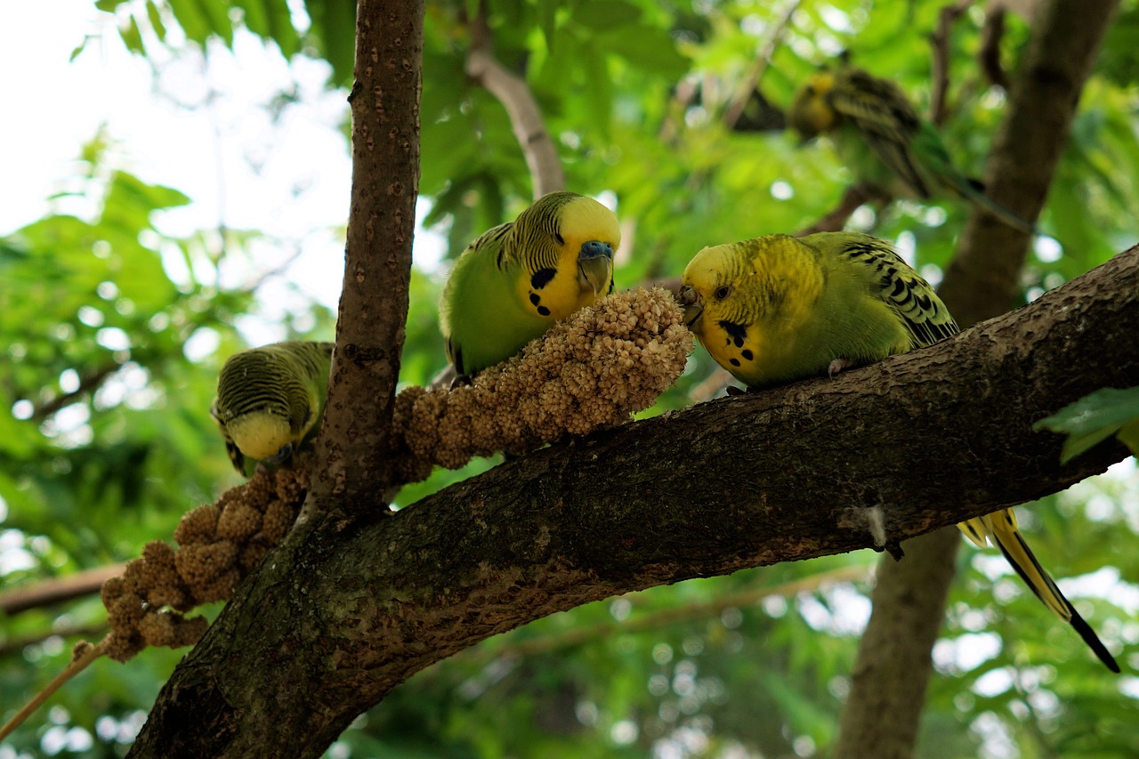 Budgie, Paukštis, Parakeet, Gyvūnai, Laukinės Gamtos Fotografija, Ziervogelis, Plunksna, Padaras, Papūga, Spalva