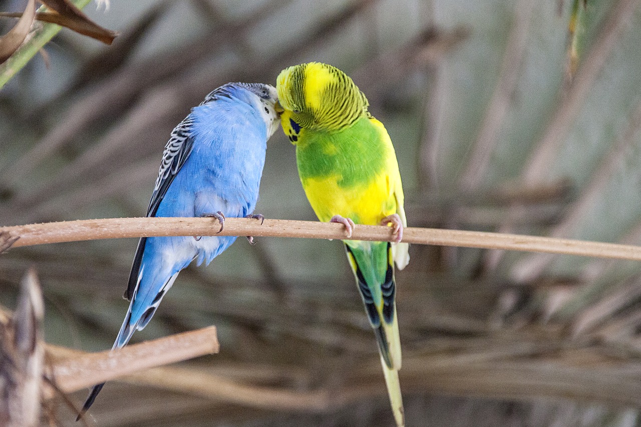 Budgie, Paukštis, Spalvinga, Parakeet, Gyvūnų Pasaulis, Plumėjimas, Sąskaitą, Geltona Žalia, Mėlynas, Mielas