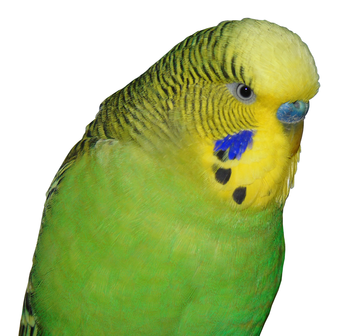 Budgie, Paukštis, Gyvūnų Pasaulis, Maža Paukštis, Parakeet, Žalias, Plunksna, Ziervogelis, Padaras, Laukinės Gamtos Fotografija