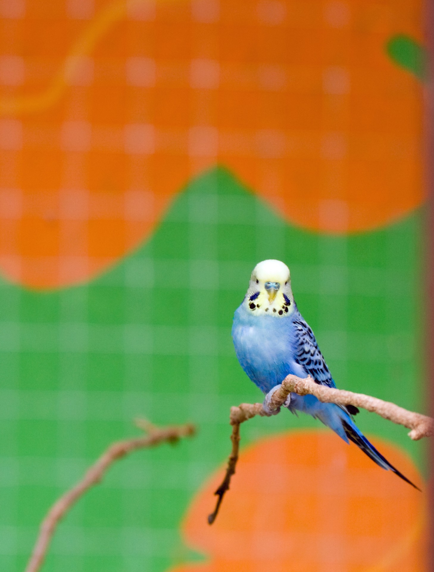 Paukštis,  Budgie,  Budgerigar,  Mėlynas,  Mielas,  Gyvūnas,  Naminis Gyvūnėlis,  Narve,  Rutulys,  Nelaisvėje