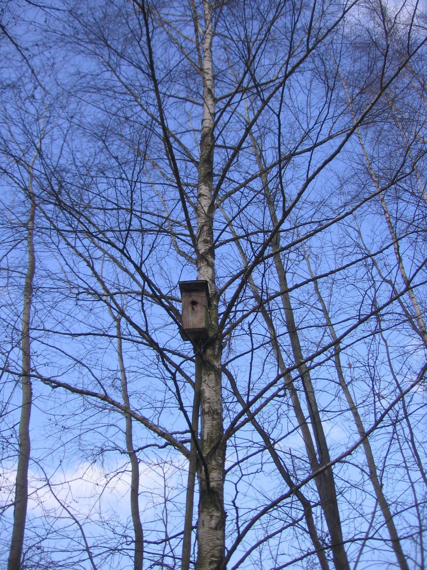 Stendas,  Paukštis,  Medis,  Pavasaris,  Kabiną Ant Medžio, Nemokamos Nuotraukos,  Nemokama Licenzija