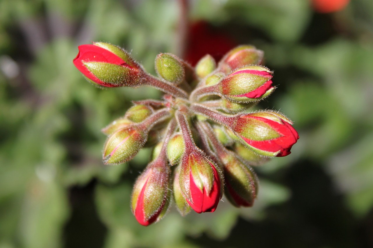 Pumpurai, Raudona, Pelargonija, Žalias, Gėlės, Sodas, Žali Lapai, Lapai, Žiedlapis, Gėlė