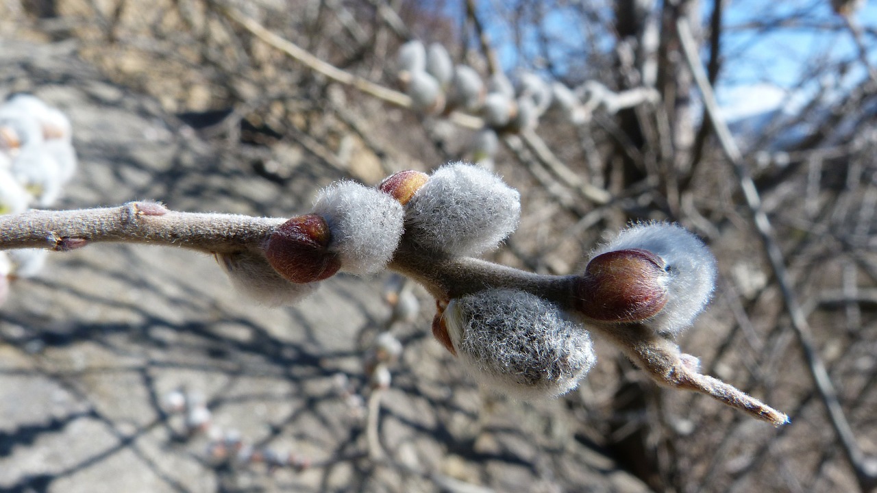 Pumpurai, Gamta, Makro, Pavasaris, Filialas, Nemokamos Nuotraukos,  Nemokama Licenzija