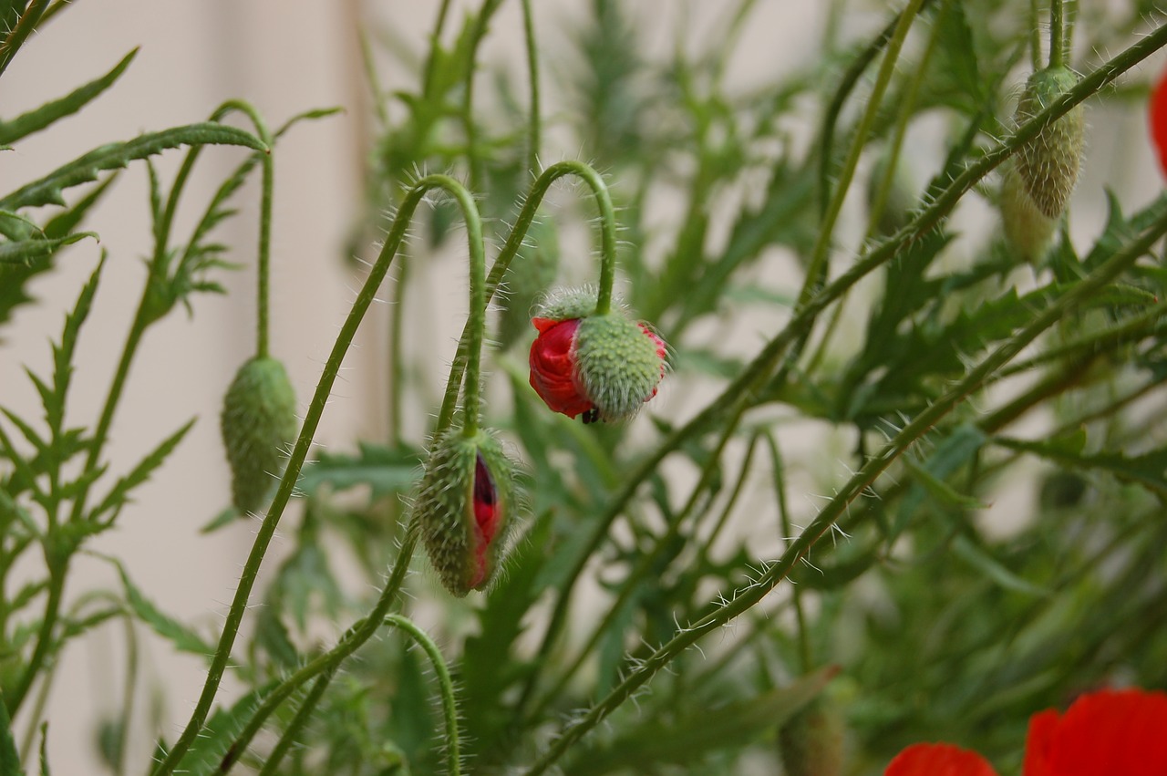 Pumpurai,  Pumpurai Aguonos,  Žydi,  Bud,  Aguonos,  Aguona, Nemokamos Nuotraukos,  Nemokama Licenzija