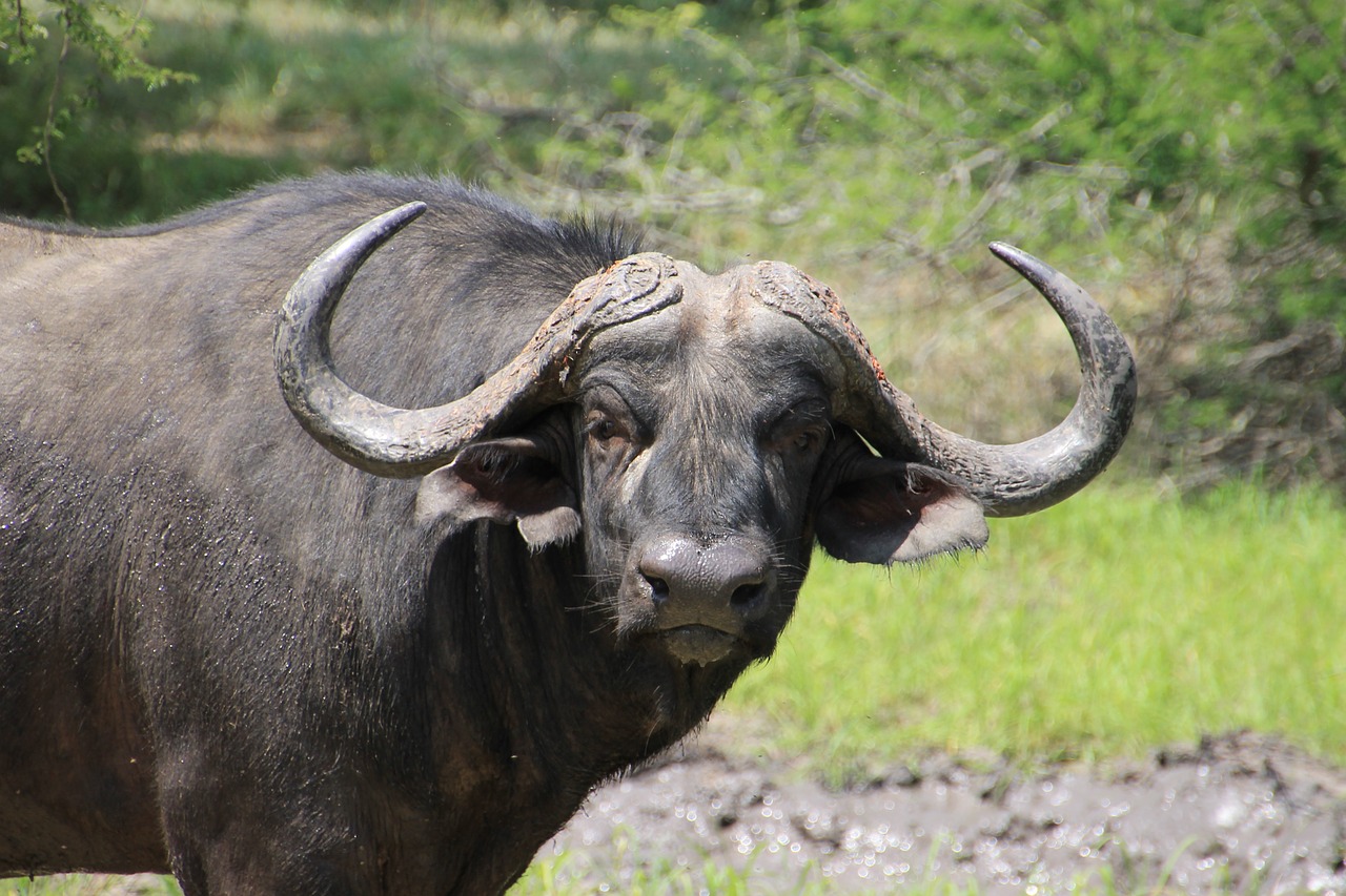 Buivolai, Kruger Nacionalinis Parkas, Krueger, Laukinė Gamta, Nacionalinis Parkas, Afrika, Nemokamos Nuotraukos,  Nemokama Licenzija