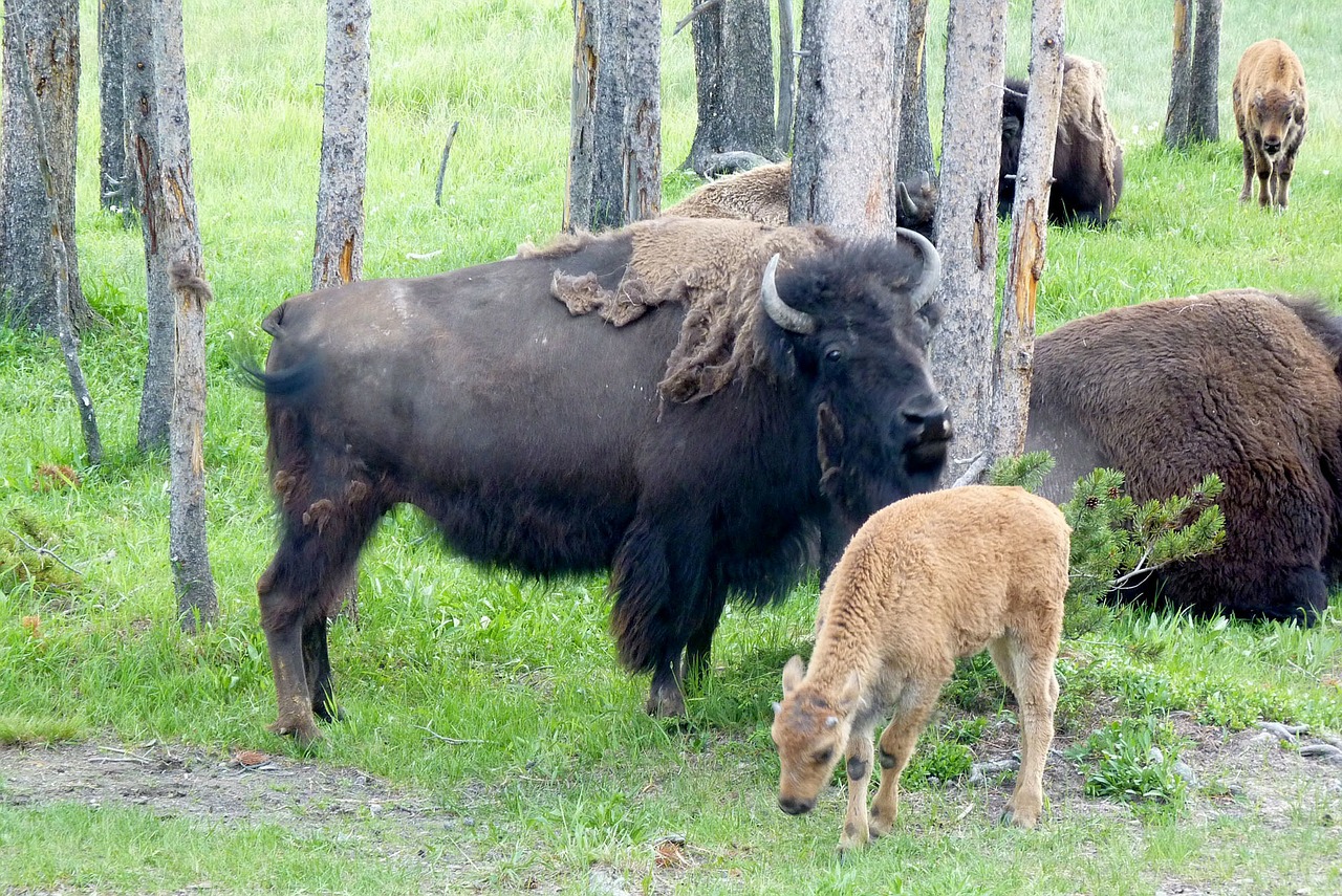 Buivolai, Bizonas, Gyvūnas, Laukiniai, Amerikietis, Žinduolis, Bulius, Parkas, Prairie, Patinas