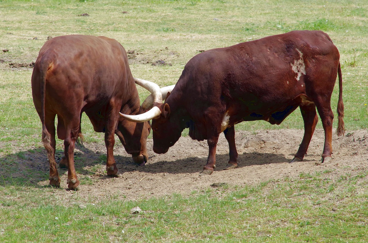 Buivolai, Ilgiausi Ragus, Watusi, Buliai, Gyvūnai, Pavojingas, Gyvūnas, Ganyklos, Nemokamos Nuotraukos,  Nemokama Licenzija