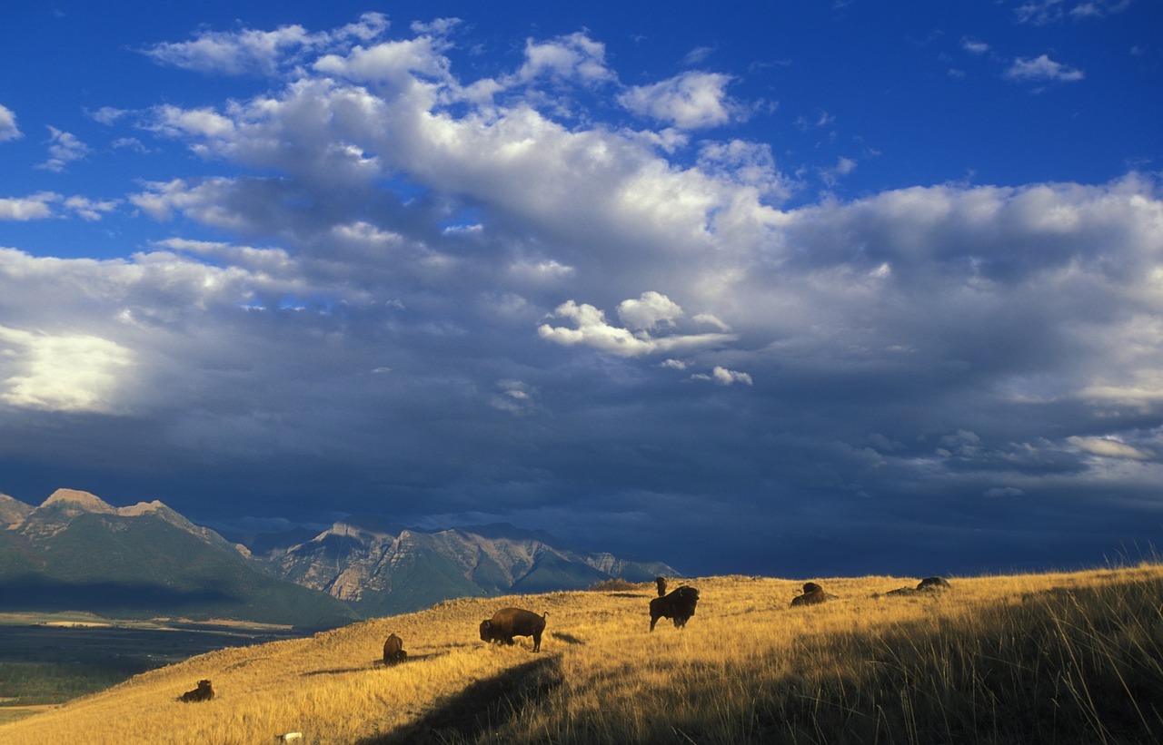 Buivolai, Bandas, Gyvūnai, Žinduoliai, Panorama, Kraštovaizdis, Vaizdingas, Prairie, Ganyklos, Debesys