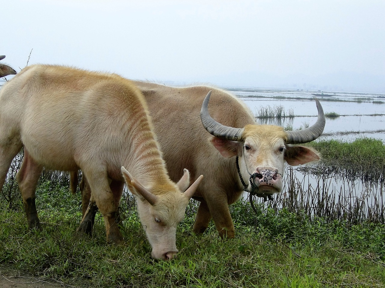 Buivolai, Asija, Viet Nam, Ryžių Laukai, Nemokamos Nuotraukos,  Nemokama Licenzija