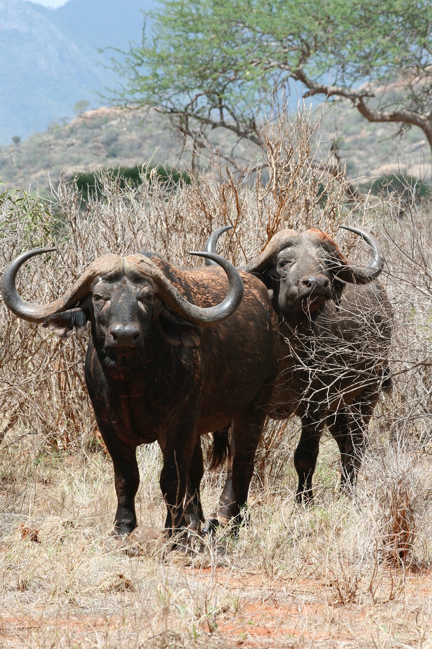 Buivolai, Ragai, Safario Parkas, Kenya, Nemokamos Nuotraukos,  Nemokama Licenzija