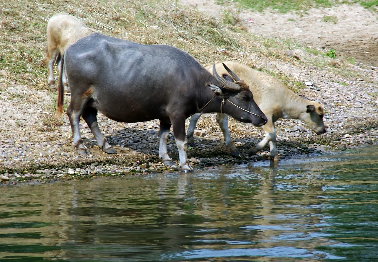 Buivolai, Kinija, Yangshuo, Li Upė, Kaimas, Laukas, Gerti, Kaimo Kraštovaizdis, Galia, Nemokamos Nuotraukos