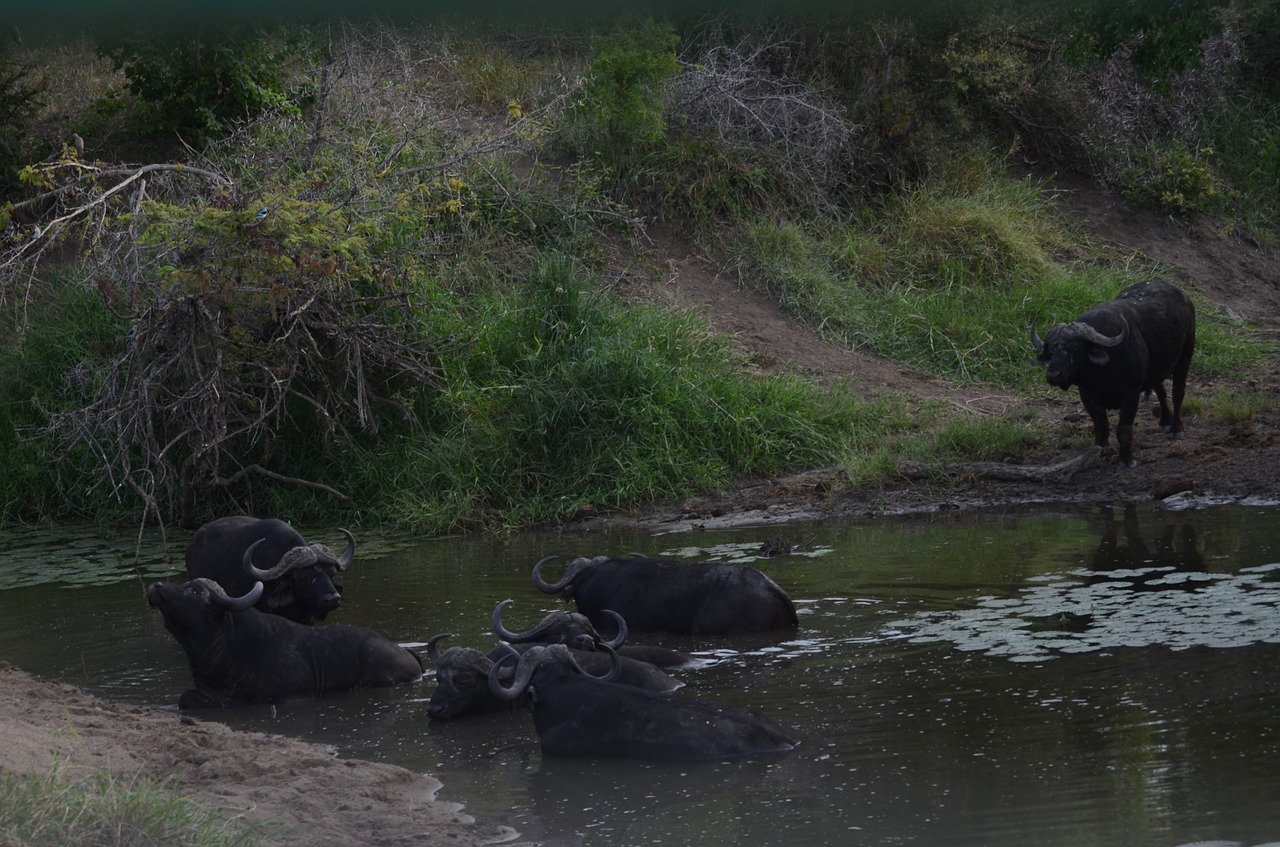 Buivolai, Dagga Buliai, Pelkių Buivolai, Safari, Afrika, Kruger, Pietų Afrika, Žolėdis, Patinas, Grižti