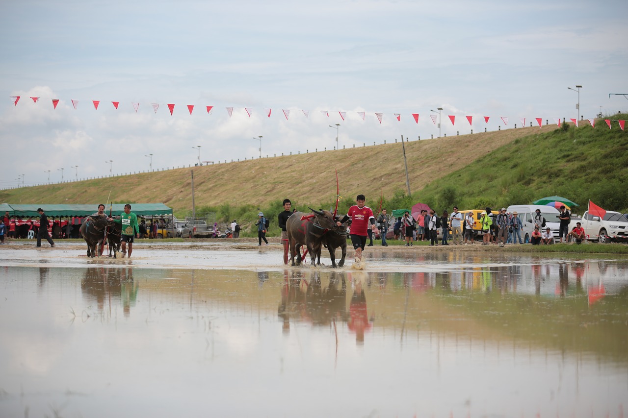 Buivolai, Festivalis, Gyvūnas, Kultūra, Asija, Žmonės, Tradicinis, Bulius, Tailandas, Tajų