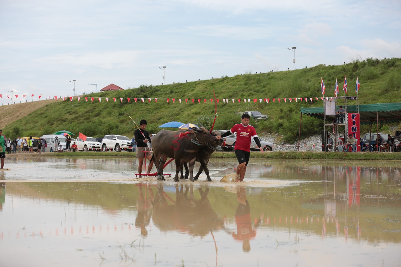 Buivolai, Festivalis, Žmonės, Kaimas, Gyvenimo Būdas, Žinduolis, Kultūra, Žemdirbystė, Žemės Ūkio, Gyvūnas