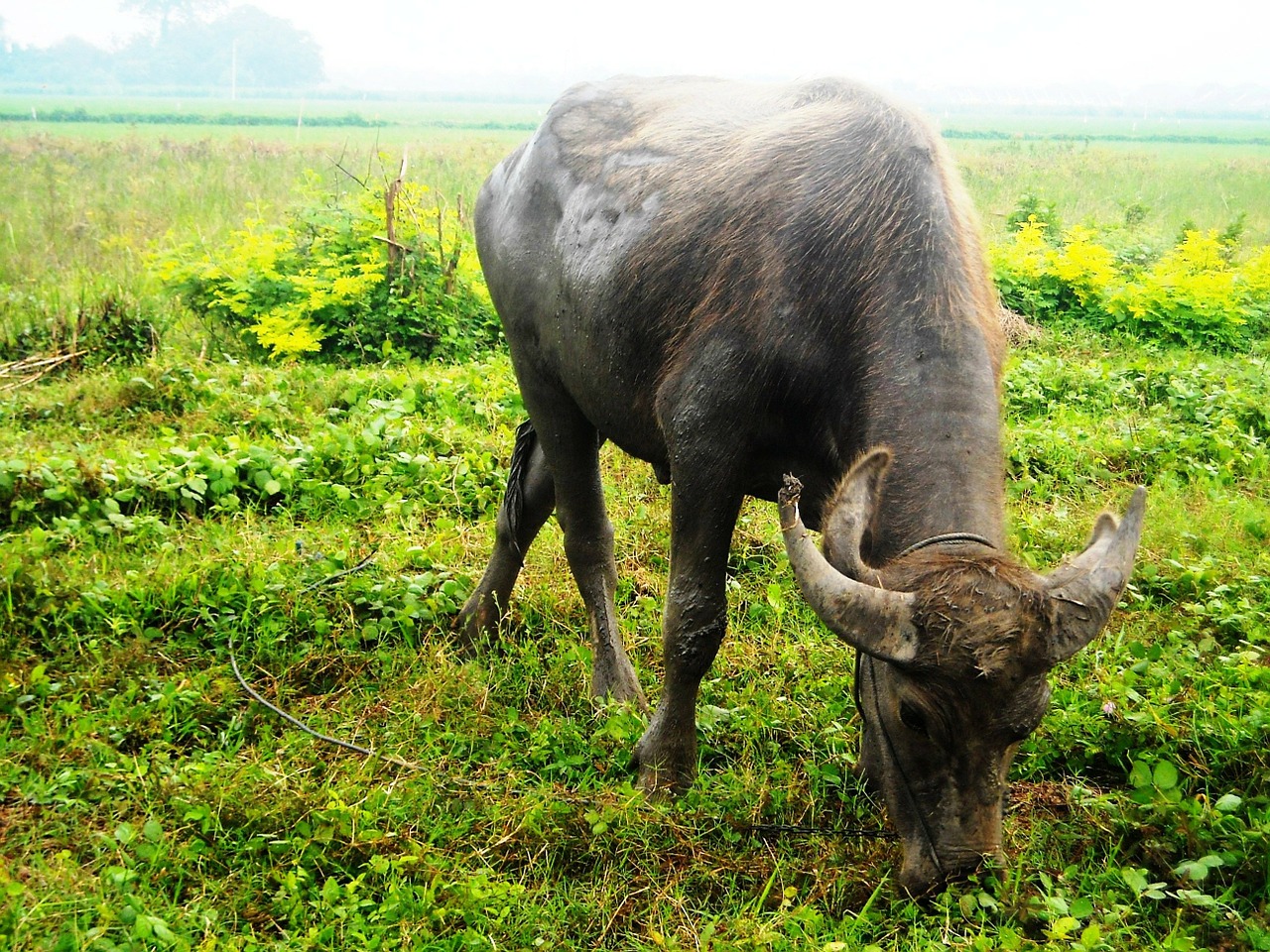 Buivolai, Valgymas, Žolė, Žalias, Nemokamos Nuotraukos,  Nemokama Licenzija