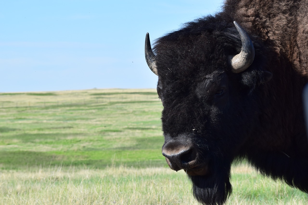 Buffalo,  Bison,  Gyvūnijos, Nemokamos Nuotraukos,  Nemokama Licenzija