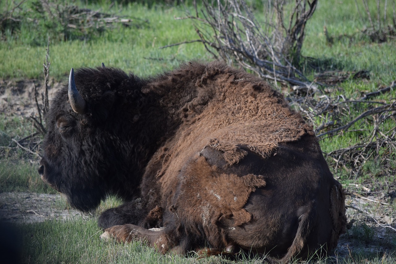 Buffalo,  Bison,  Gyvūnijos, Nemokamos Nuotraukos,  Nemokama Licenzija