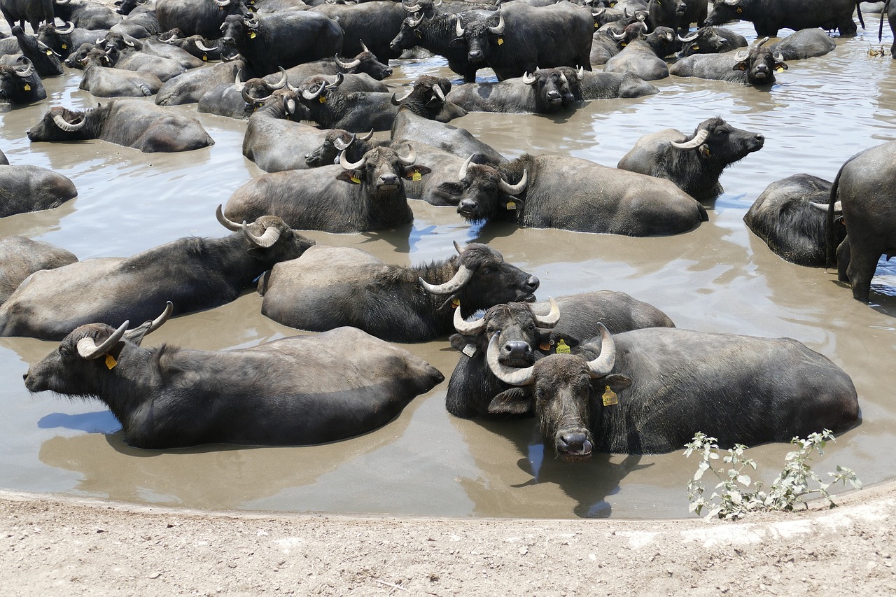 Buffalo,  Azijinis Buivolas,  Gyvūnas,  Žemdirbystė,  Atrajotojų,  Gyvulininkystė,  Jautiena,  Ūkis,  Tvenkinys,  Vandens