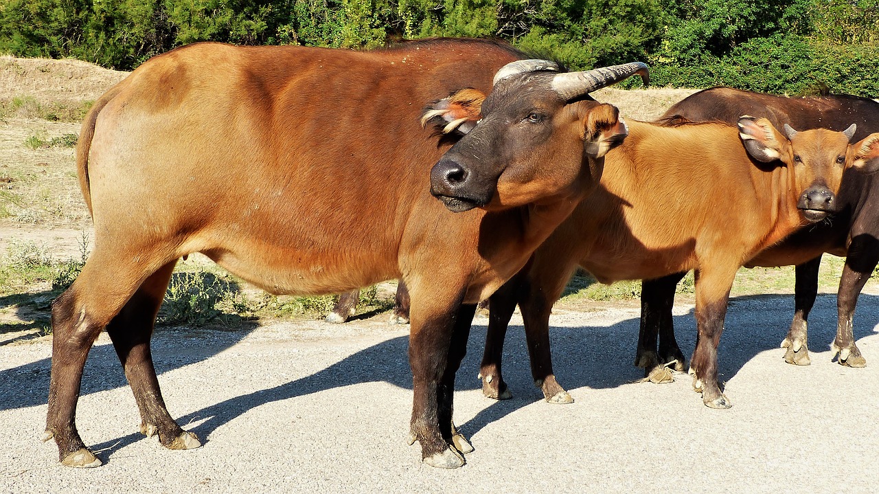 Buffalo,  Gyvūnai,  Ragai,  Žolėdžiai,  Laukinių,  Žinduoliai,  Grand,  Gyvūnija,  Savannah, Nemokamos Nuotraukos