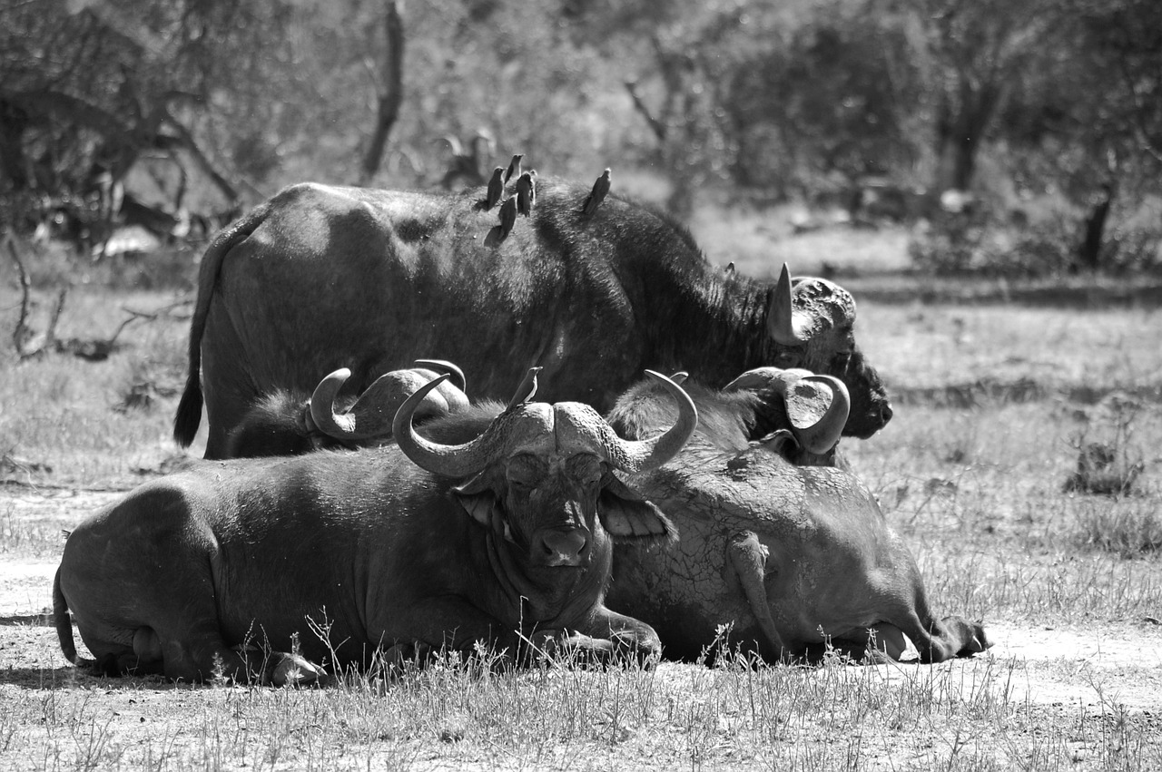 Buivolai, Afrika, Dideli Penki, Gyvūnas, Laukinė Gamta, Laukiniai, Zoologija, Žinduolis, Rūšis, Dykuma