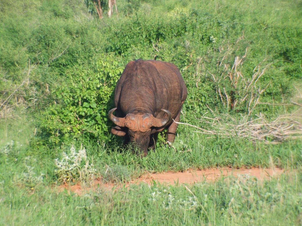 Buivolai, Kenya, Gyvūnas, Safri, Nemokamos Nuotraukos,  Nemokama Licenzija