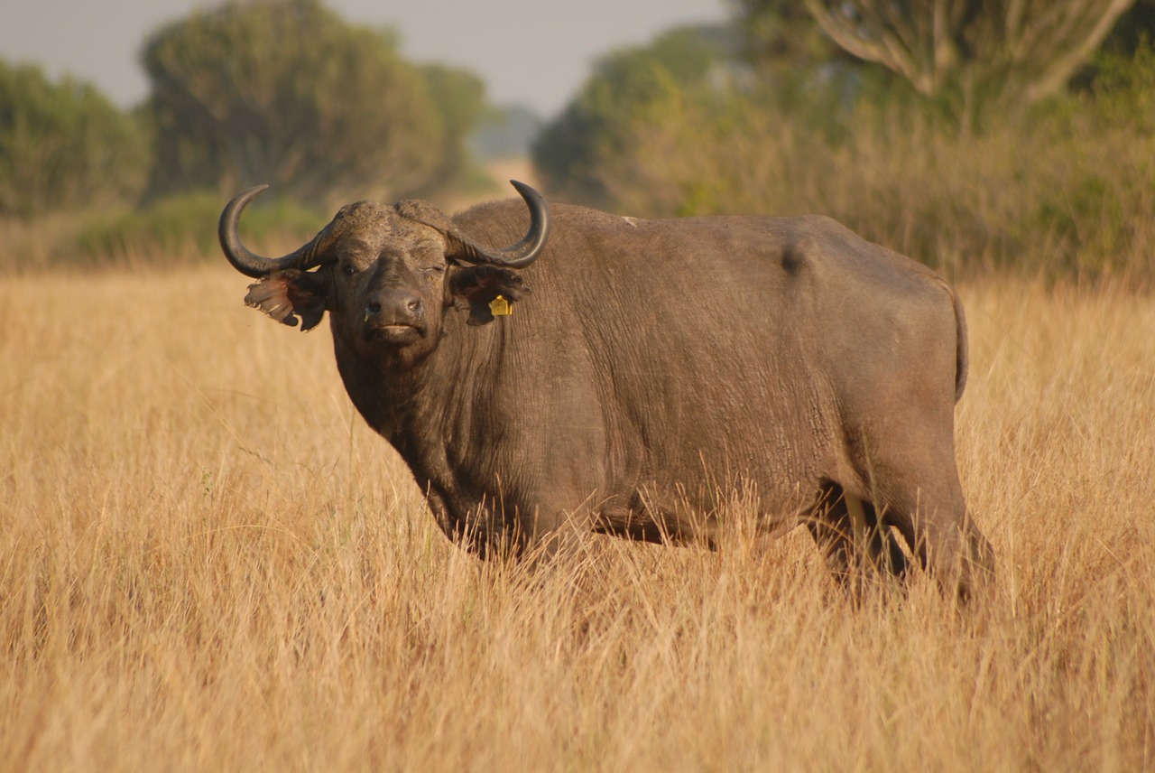 Buivolai, Žinduolis, Safari, Uganda, Didelis, Nemokamos Nuotraukos,  Nemokama Licenzija