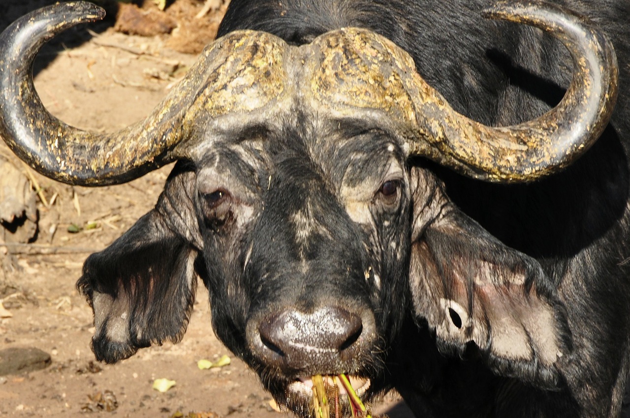 Buivolai, Azijinis Buivolas, Gyvūnas, Gyvūnai, Dykuma, Gamta, Negraži, Afrika, Botsvana, Nemokamos Nuotraukos