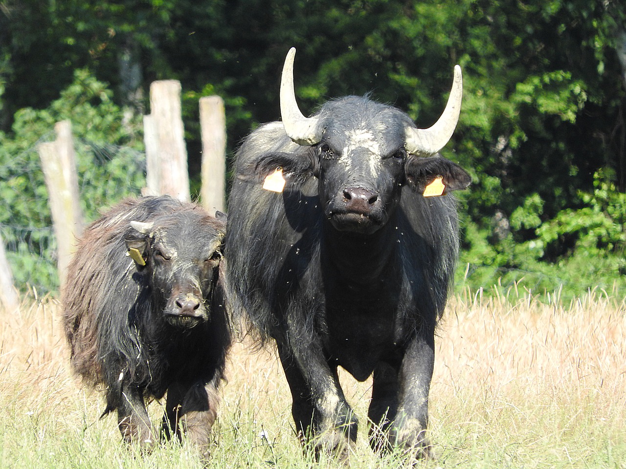 Buivolai,  Azijinis Buivolas,  Afrikos Buivolai,  Laukiniai Gyvūnai, Nemokamos Nuotraukos,  Nemokama Licenzija