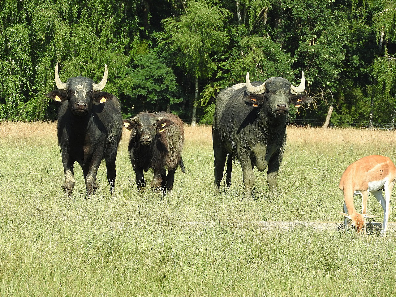 Buivolai,  Azijinis Buivolas,  Afrikos Buivolai,  Laukiniai Gyvūnai, Nemokamos Nuotraukos,  Nemokama Licenzija