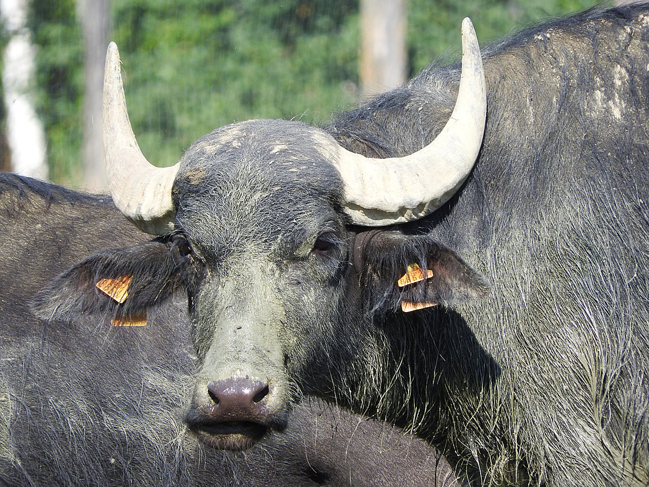 Buivolai,  Azijinis Buivolas,  Afrikos Buivolai,  Laukiniai Gyvūnai, Nemokamos Nuotraukos,  Nemokama Licenzija