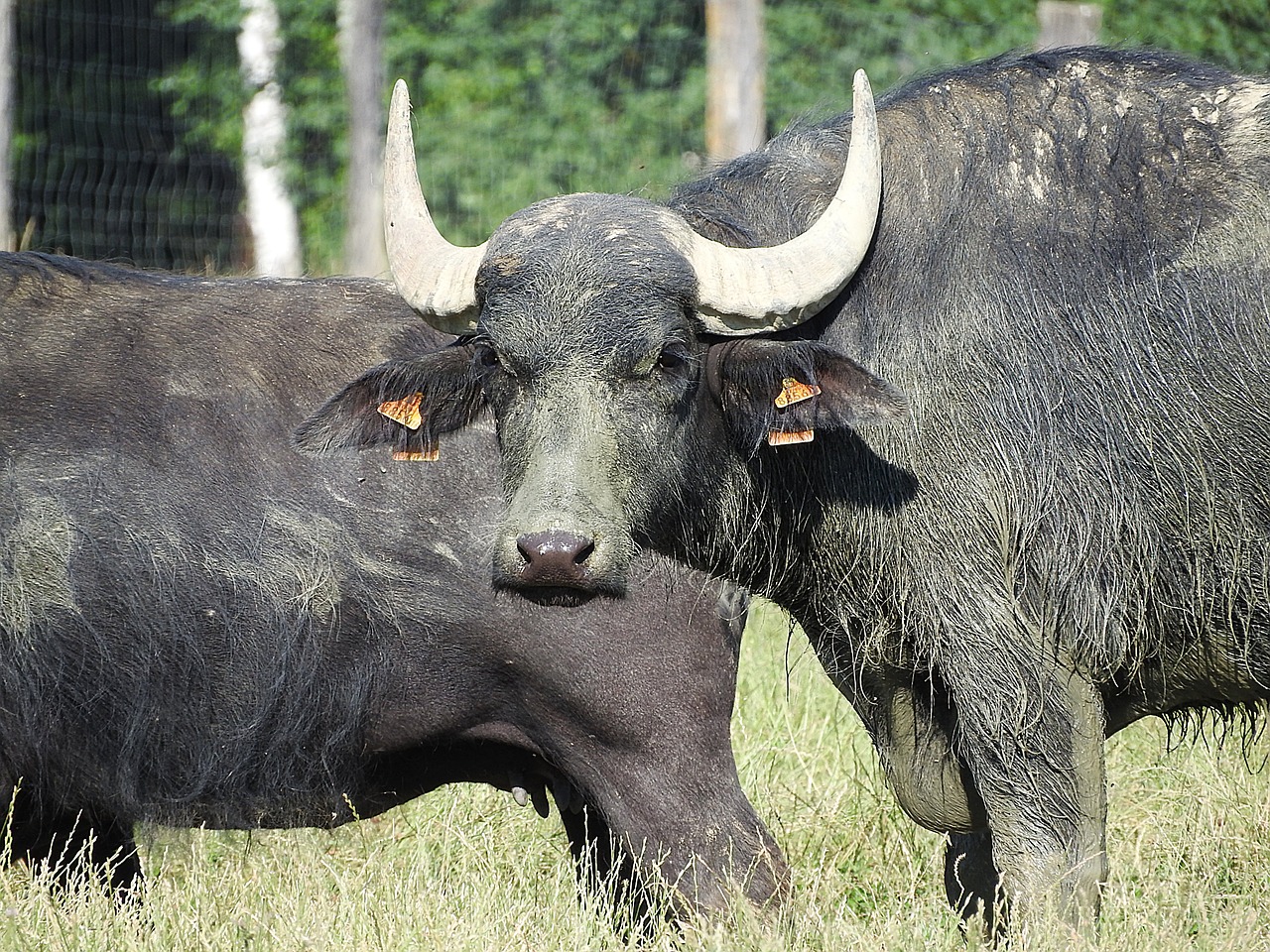 Buivolai,  Azijinis Buivolas,  Afrikos Buivolai,  Laukiniai Gyvūnai, Nemokamos Nuotraukos,  Nemokama Licenzija