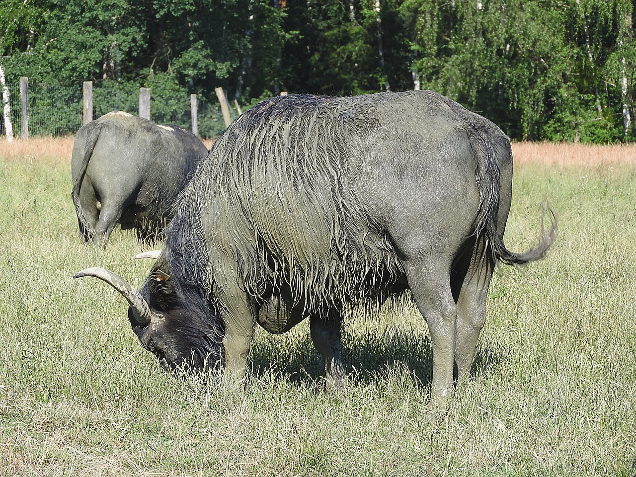 Buivolai,  Azijinis Buivolas,  Afrikos Buivolai,  Laukiniai Gyvūnai, Nemokamos Nuotraukos,  Nemokama Licenzija