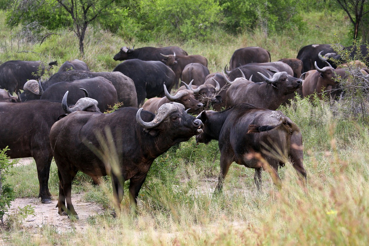 Buivolės, Bandas, Kruger Nacionalinis Parkas, Pelkių Buivolai, Laukiniai, Galvijai, Nemokamos Nuotraukos,  Nemokama Licenzija