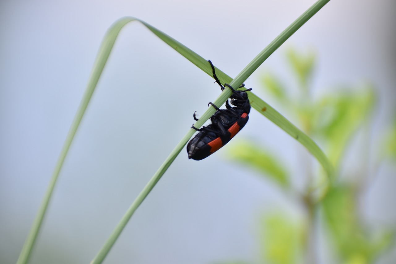 Klaida, Vabalas, Kleroidas, Vabzdys, Mylabris Pustulata, Nemokamos Nuotraukos,  Nemokama Licenzija