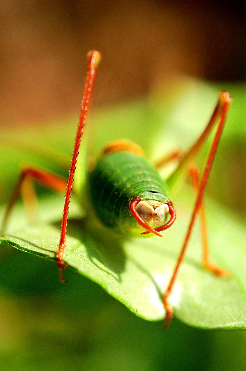 Klaida, Gyvūnas, Fauna, Makro, Nemokamos Nuotraukos,  Nemokama Licenzija