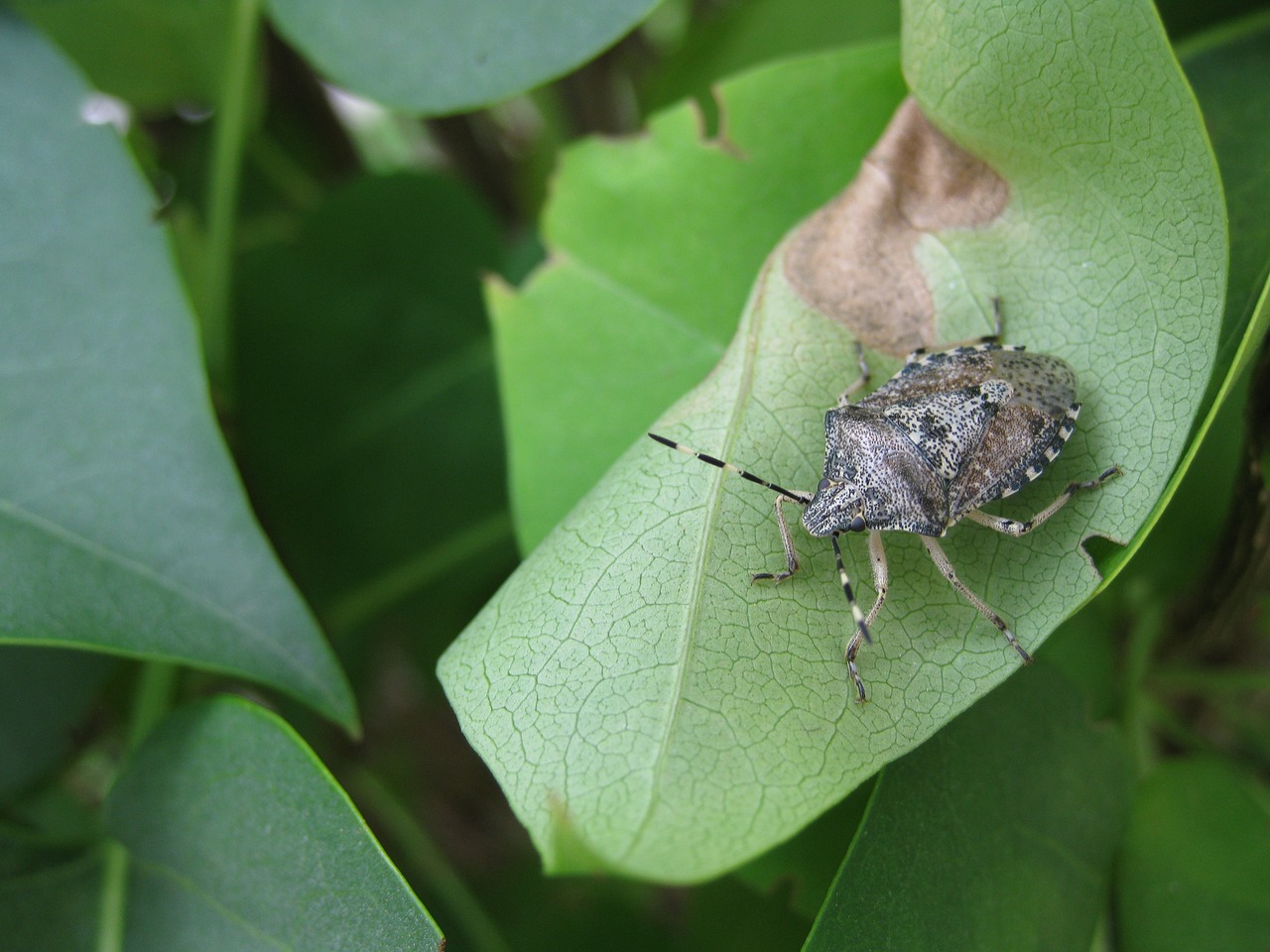 Re,  Lapų,  Vabzdys,  Iš Arti,  Creepy-Crawlies, Nemokamos Nuotraukos,  Nemokama Licenzija