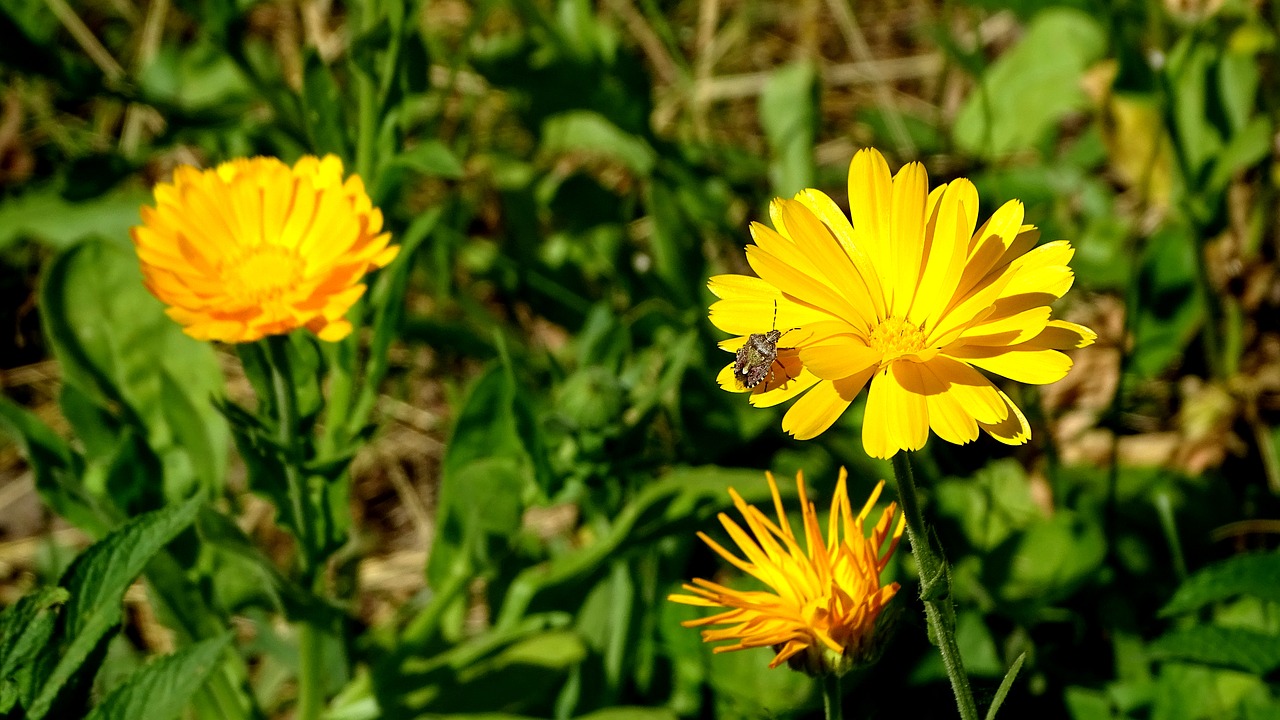 Re,  Stinky,  Žolė,  Meadow,  Laukas,  Gėlės,  Vasara,  Geltona,  Žydėjimas, Nemokamos Nuotraukos