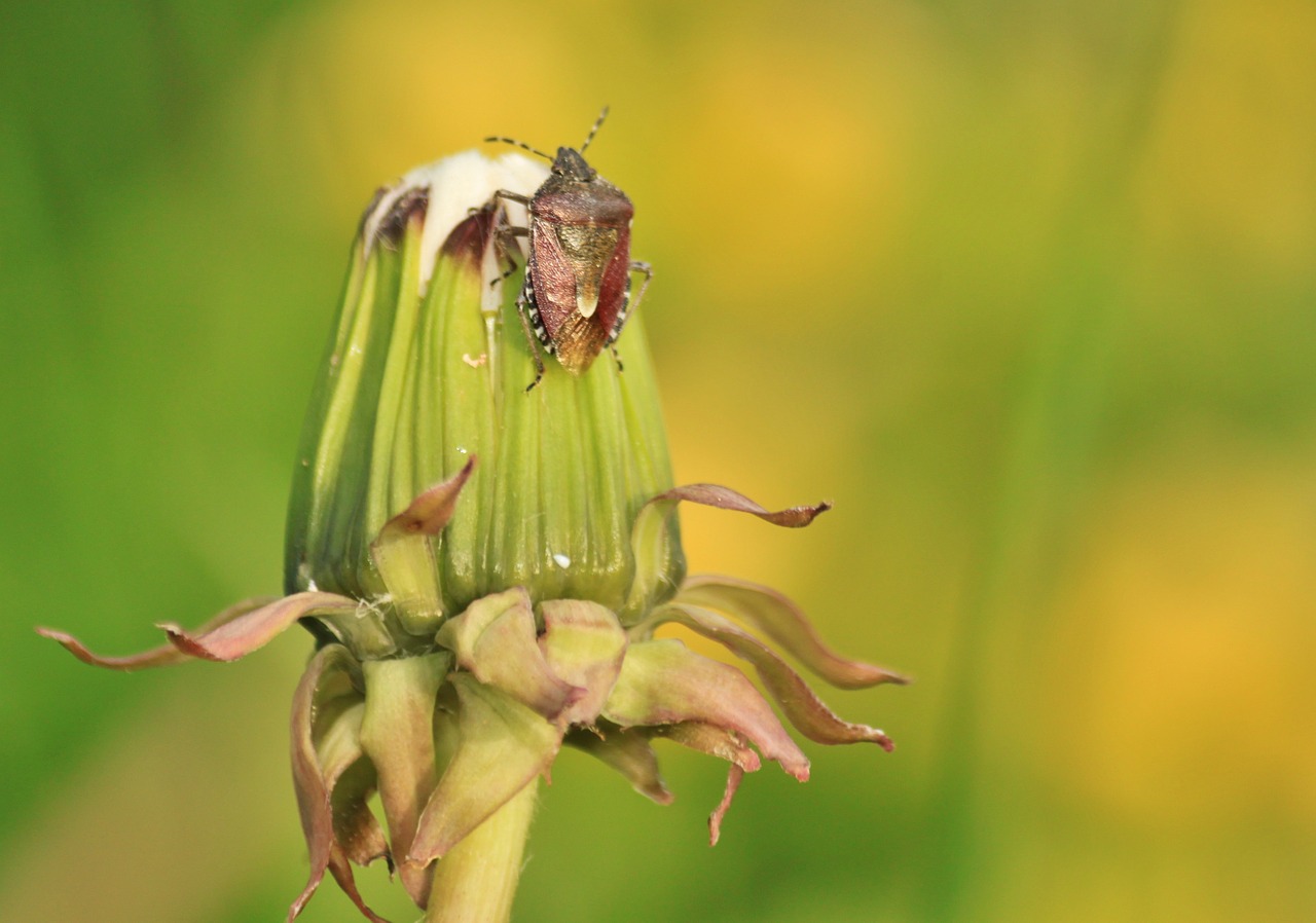 Klaida, Skydo Klaida, Klaidos Tipas, Vabzdys, Vabzdžių Makro, Gyvūnas, Kiaulpienė, Fauna, Flora, Žiedas