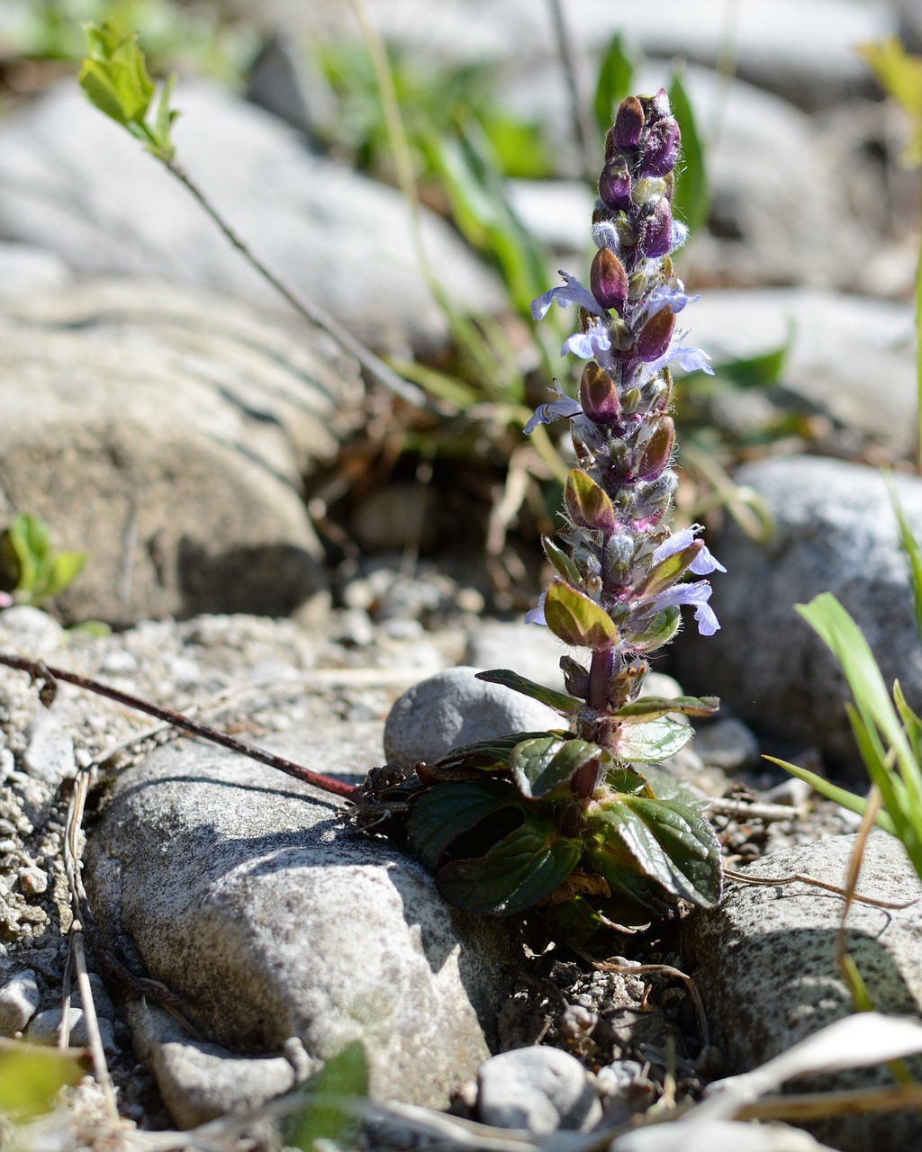 Bugle, Ajuga Günsel, Mėlynas, Aštraus Gėlė, Lamiaceae, Maža Gėlė, Žiedas, Žydėti, Laukinė Gėlė, Nemokamos Nuotraukos