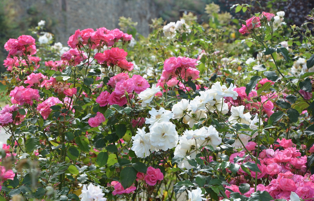 Buisson De Roses, Rožės, Rožinis, Balta, Masyvas, Prieskoniai, Nemokamos Nuotraukos,  Nemokama Licenzija